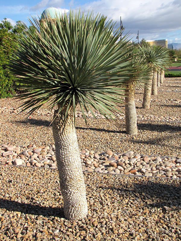 Yucca rostrata